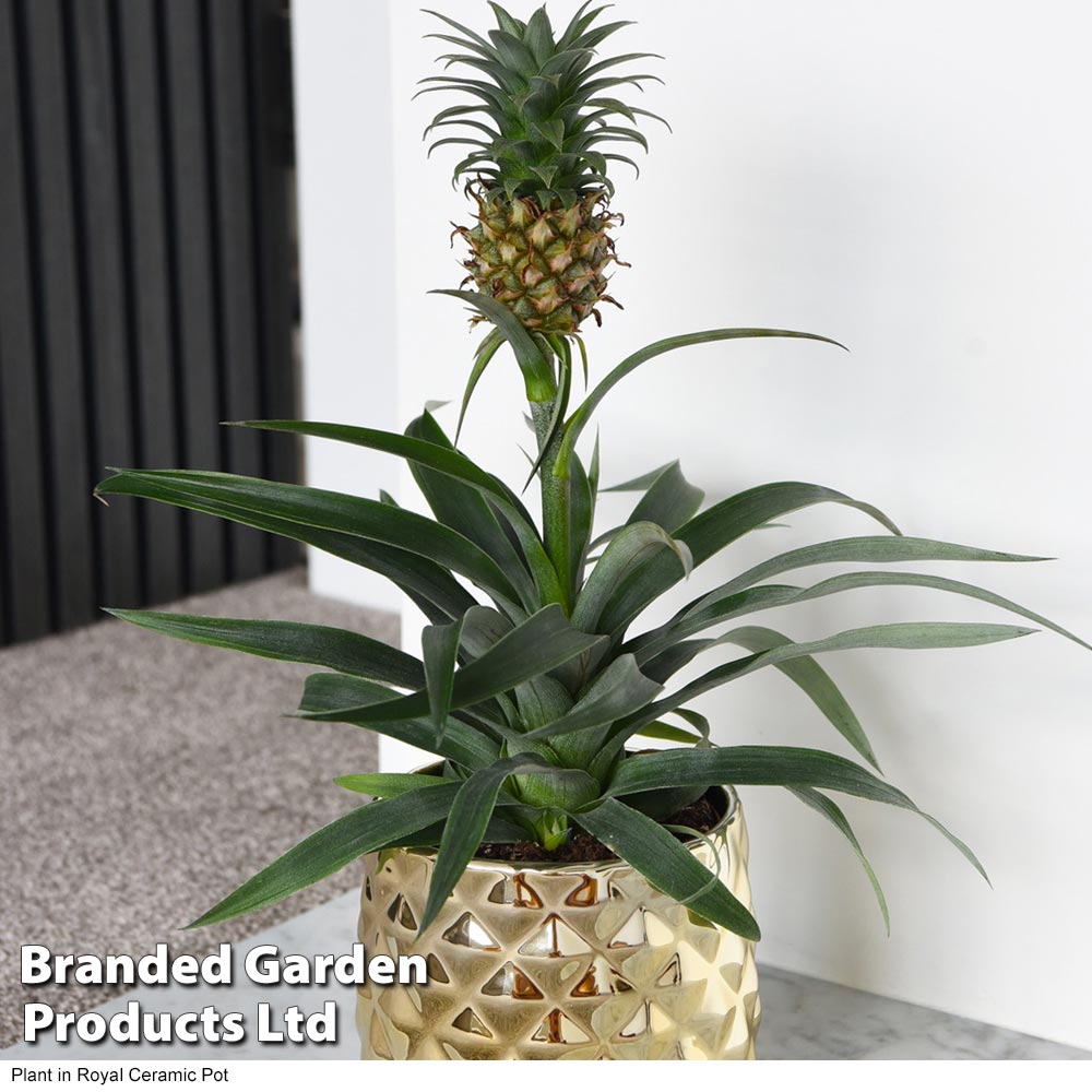 pineapple plant (house plant) | thompson & morgan