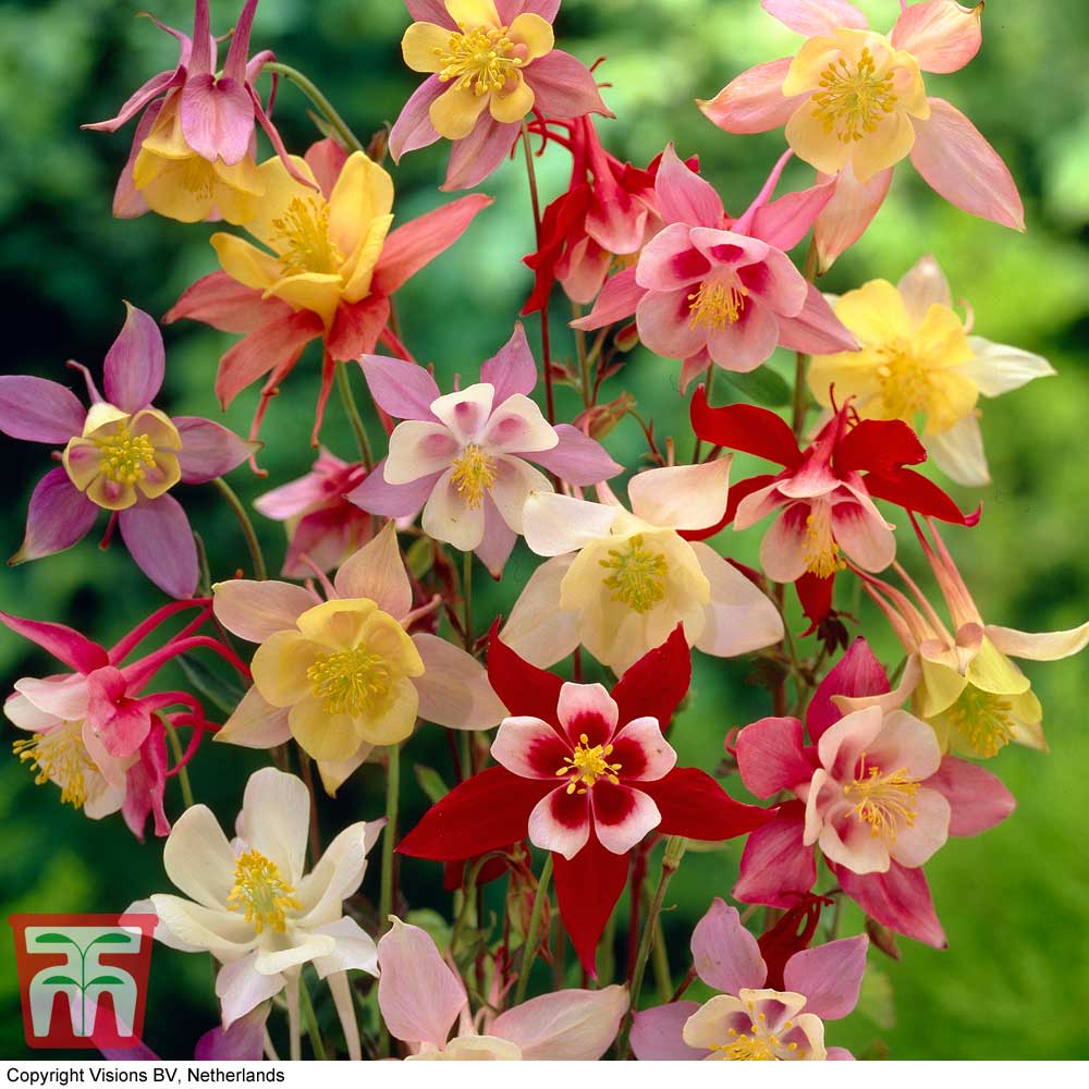 Aquilegia Hardy Garden Perennial Plant Bee Friendly Low Maintenance Cottage Gardens & Outdoors Spring Flowering 3 x Aquilegia McKana Hybrids Bare Root Plants by Thompson & Morgan