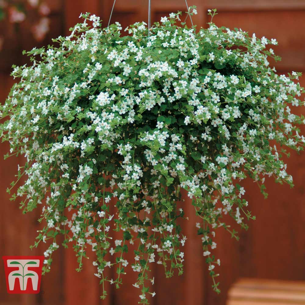 Image of Bacopa hanging basket