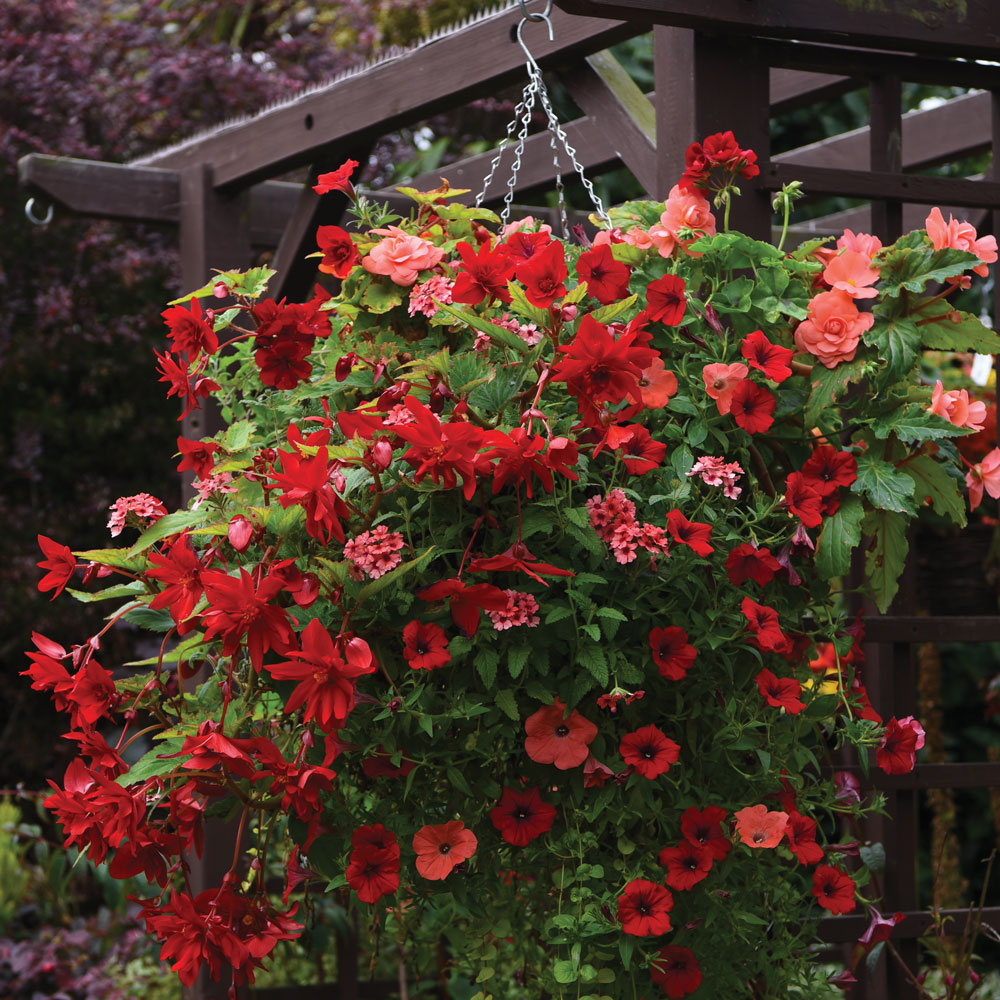 13+ Pond Plant Basket