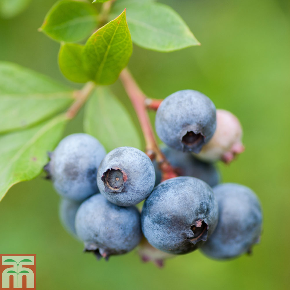 Blueberry 'Duke' plants | Thompson & Morgan