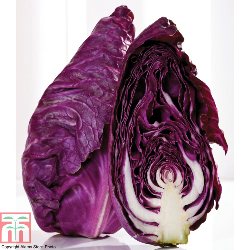 Image of Cabbage 'Tinty' (Summer)