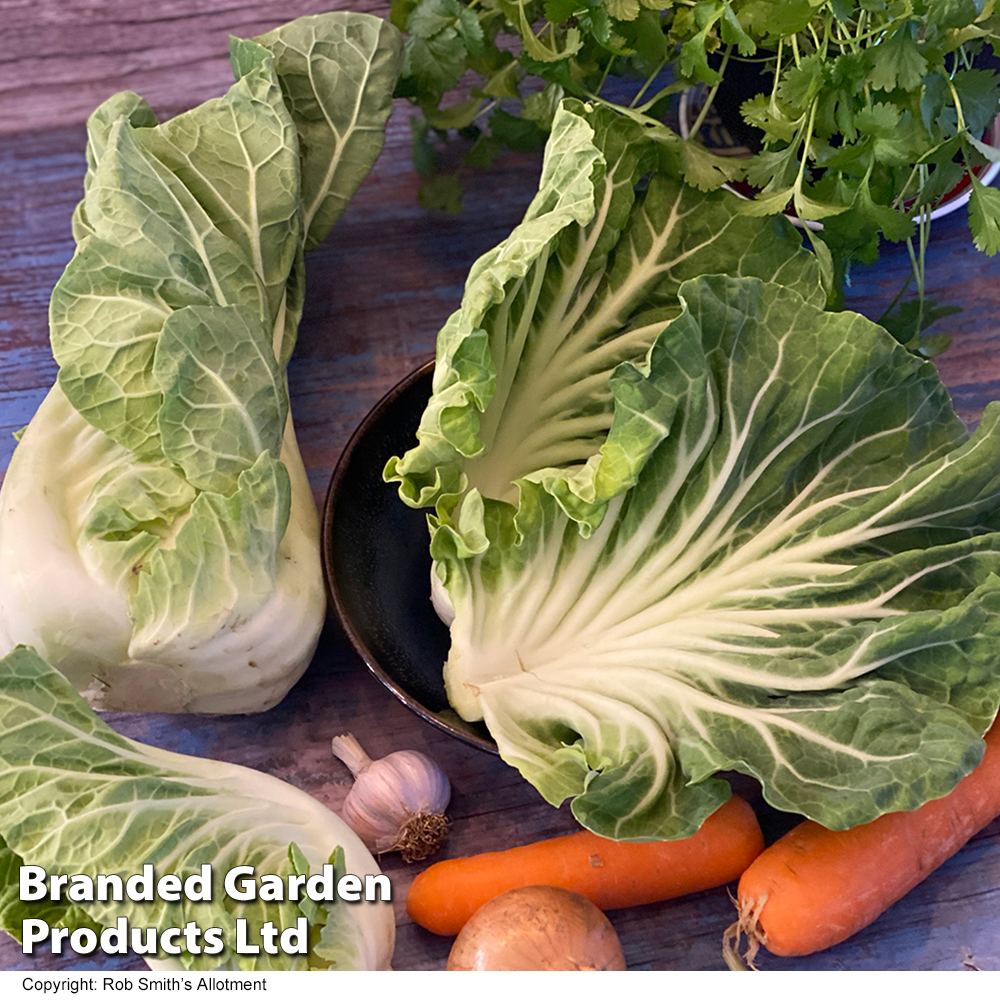 Image of Cabbage 'Luzia' F1 (Summer) - Seeds