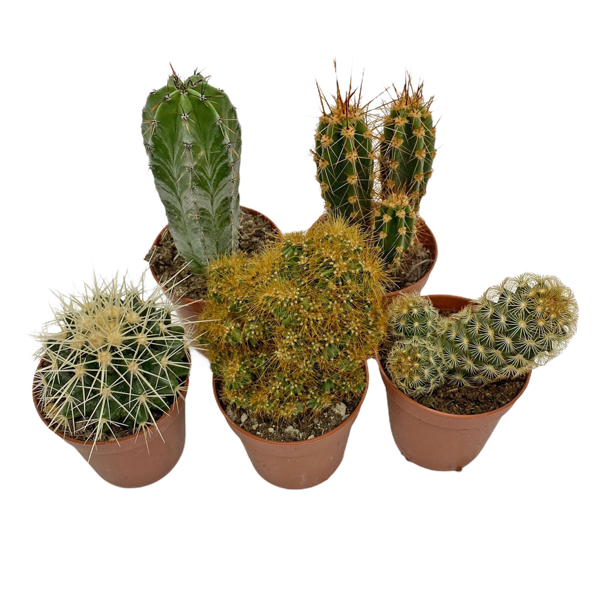 Cactus Mixed 20 5.5 cm PLANTSHACK Hand Selected