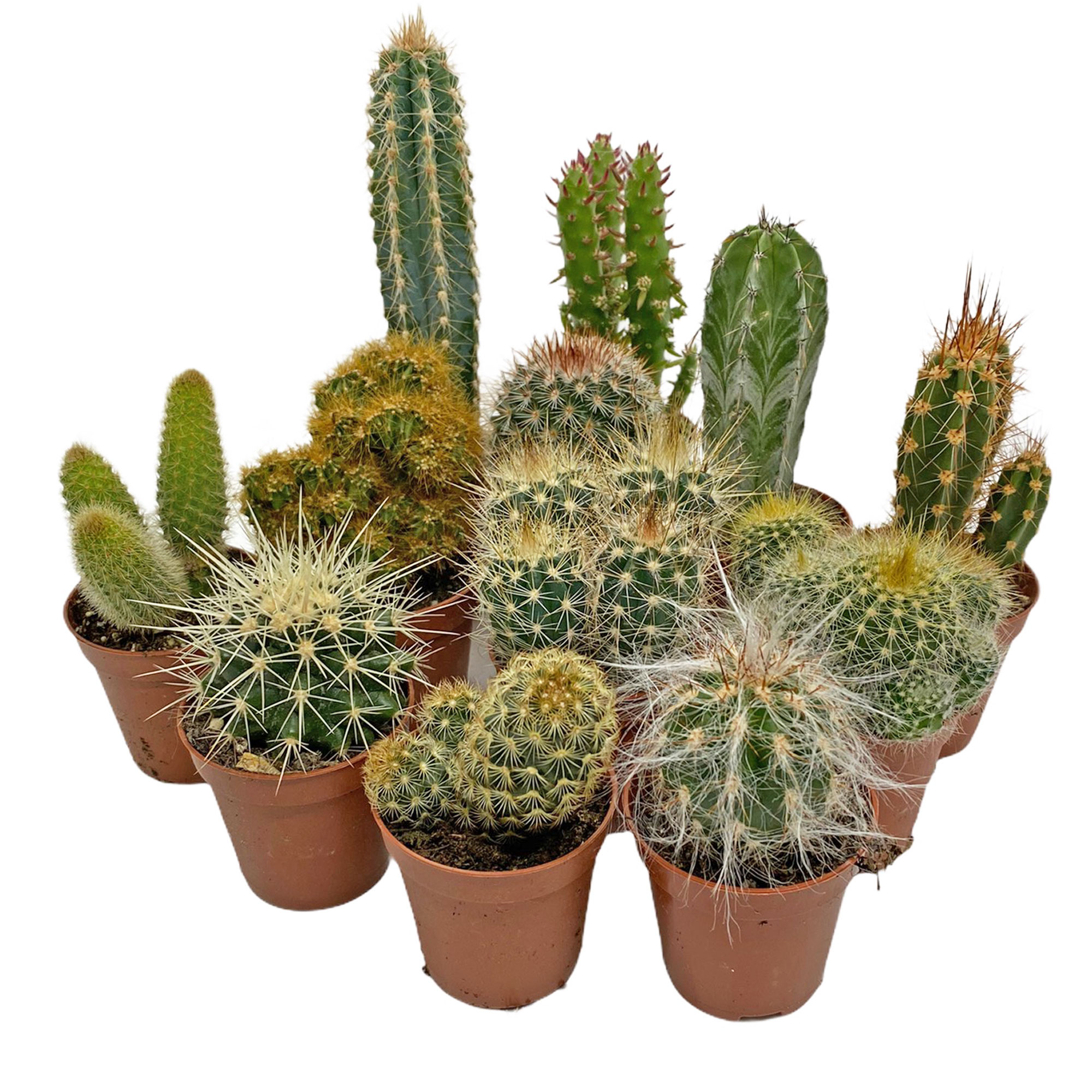 Cactus Mixed 20 5.5 cm PLANTSHACK Hand Selected