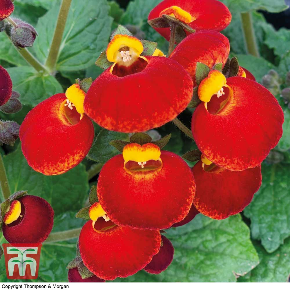 Alvorlig Figur FALSK Calceolaria 'Calynopsis Yellow with Red' | Thompson & Morgan