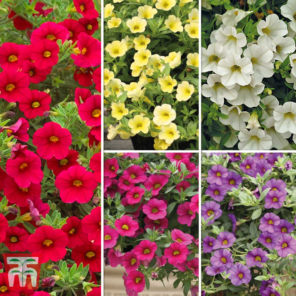 Pack x12 Trailing Million Bells Calibrachoa Petunia Mixed Colours Plug Plants