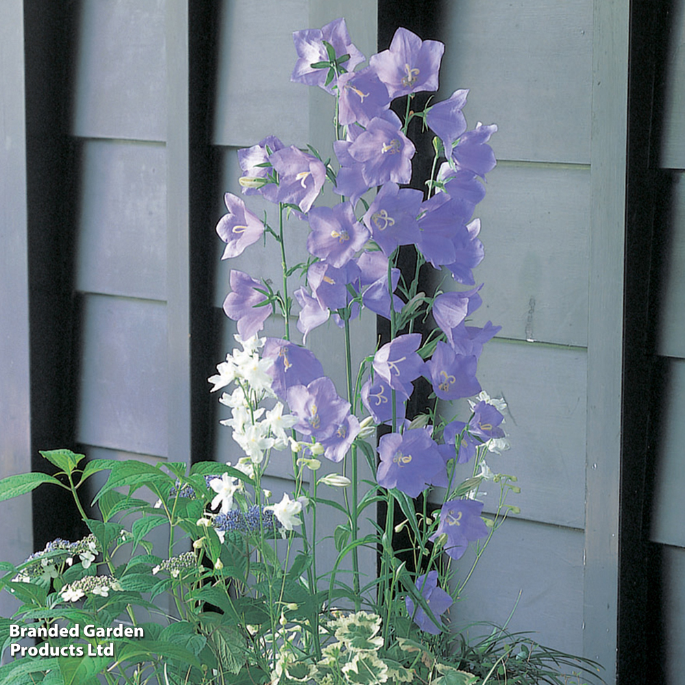 Campanula Persicifolia Takion Blue 