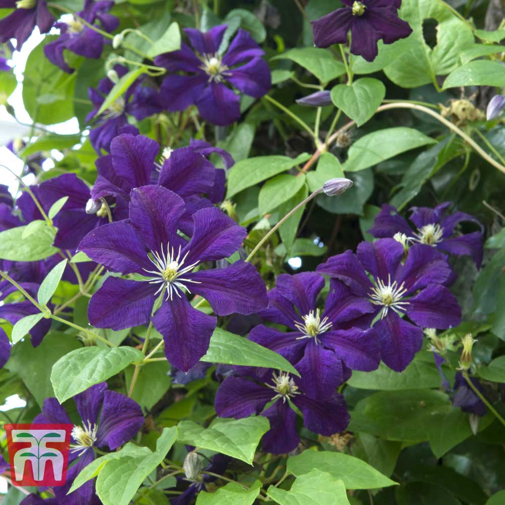 Clematis 'Ã‰toile Violette' plants | Thompson & Morgan