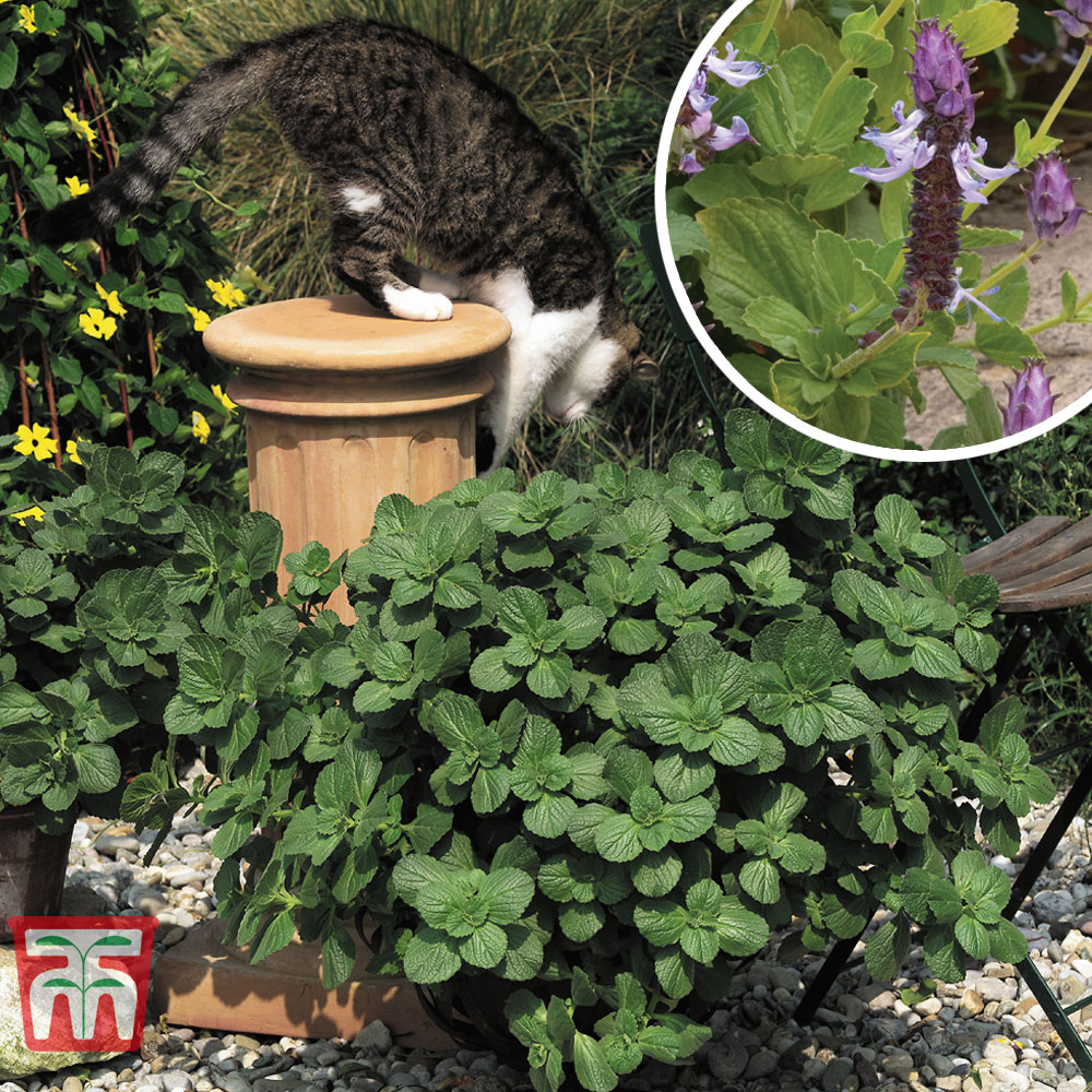 Scaredy Cat plant Coleus Canina keep cats out of your garden -  Portugal