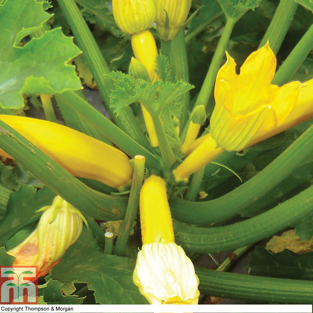 Courgette Seeds Annual Vegetable Garden Plant 'Orelia' 1 Packet 6 Seeds T&M 