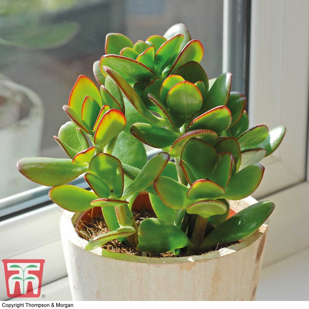 crassula ovata (house plant)
