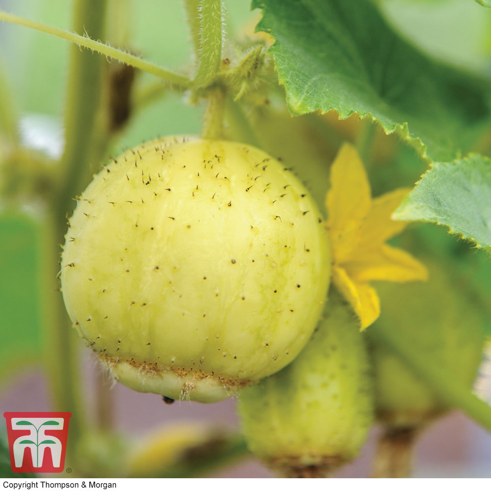 20 Seeds High Yielding,excellent flavour Cucumber Seeds "Crystal Apple" 