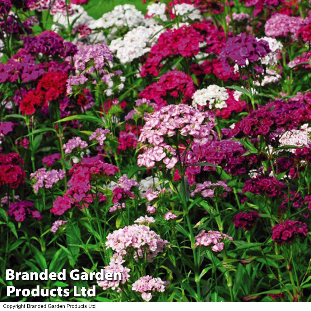 100 Seeds Mix Dianthus Barbatus Bonsai Plant Tree House Herb Garden Flower Decor