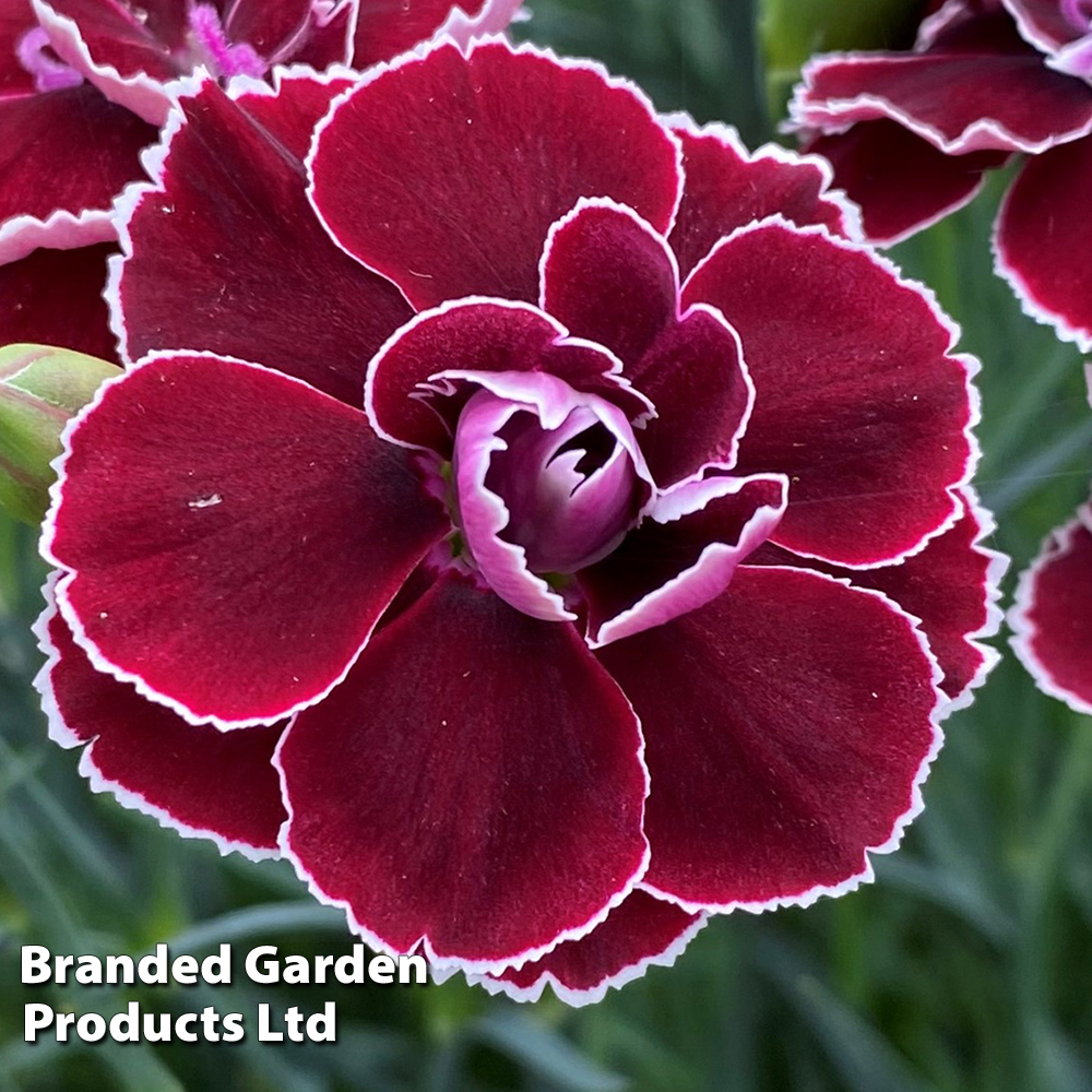 Dianthus 'Bicolor Burgundy' | Thompson & Morgan