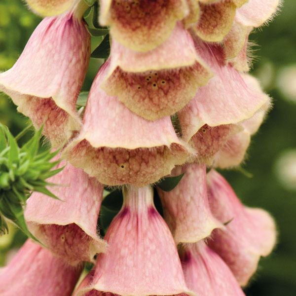 Foxglove 'Summer King' from Thompson and Morgan
