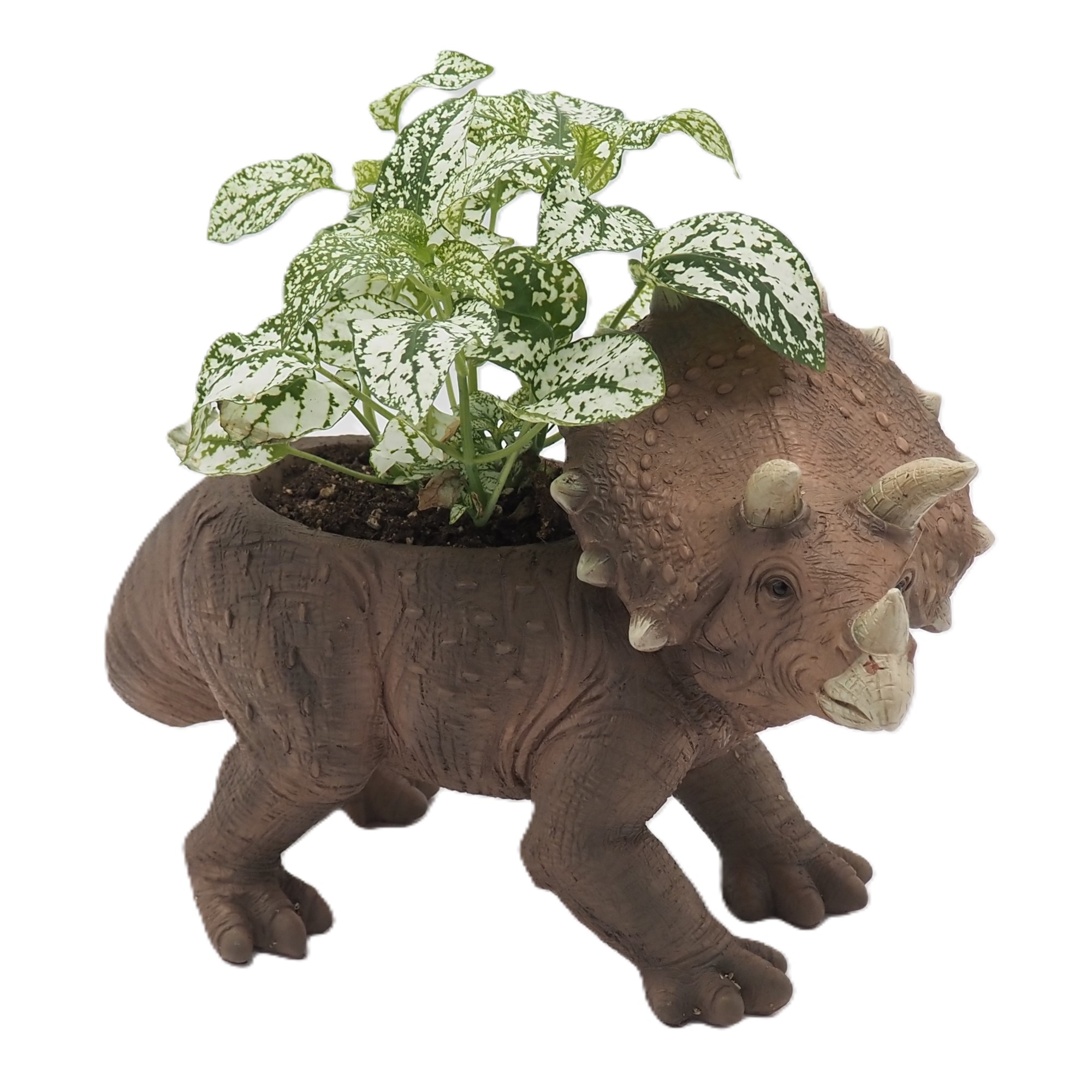 crypt plant Cryptocoryne Wendtii Green