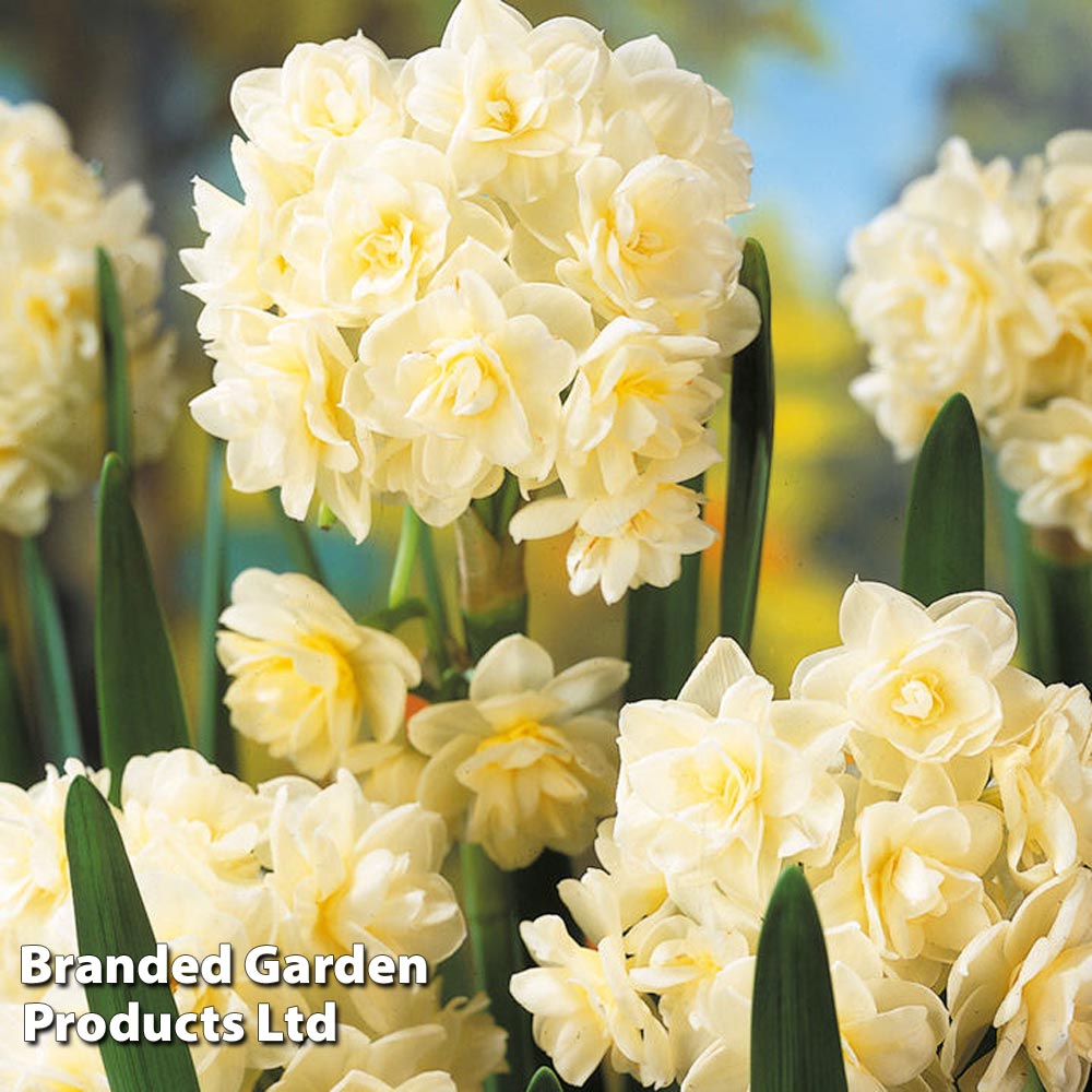 Image of Daffodil 'Scented Collection'