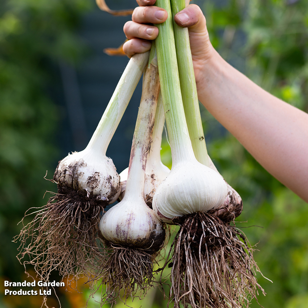 Garlic For Planting Elephant Garlic Seeds & Cloves - Fresh 2025 Harvest USA  Grown Planting Bulbs Garlic Cloves For Planting