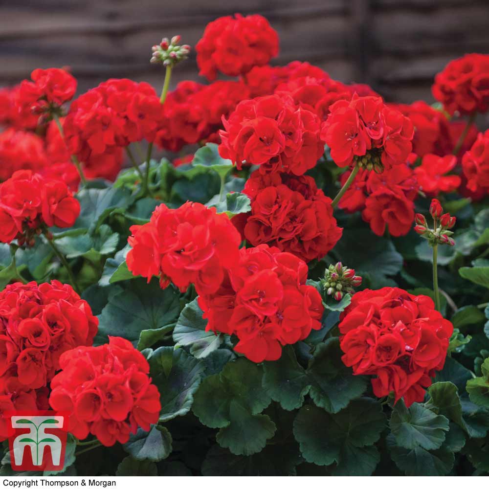 Image of Geraniums red annual flowers