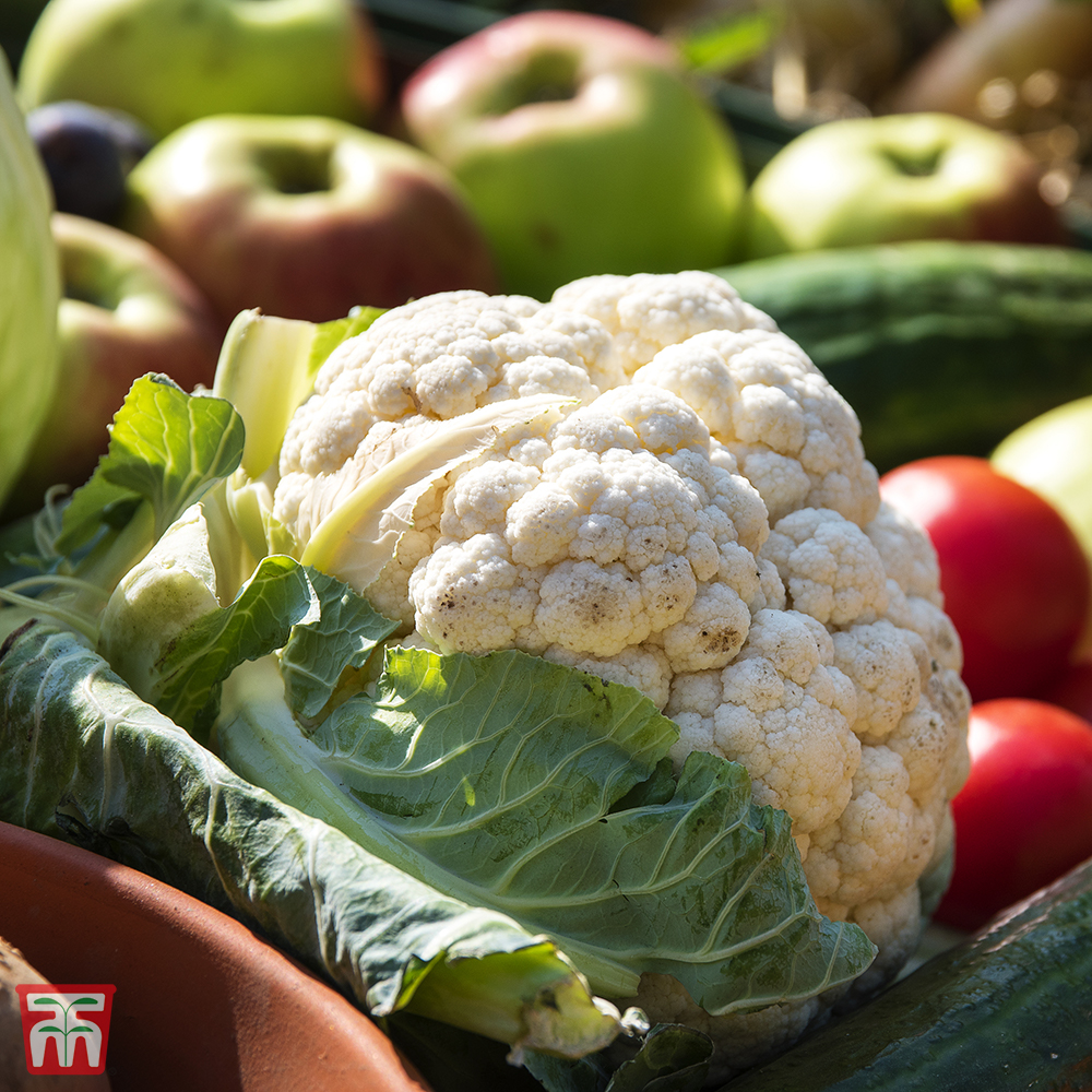 Image of Cauliflower 'Goodman' (Summer) - Organic Seeds
