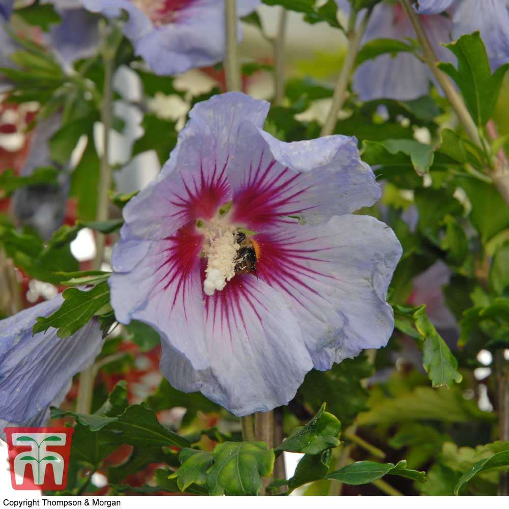 hibiscus syriacus 'oiseau bleu' plants | thompson & morgan