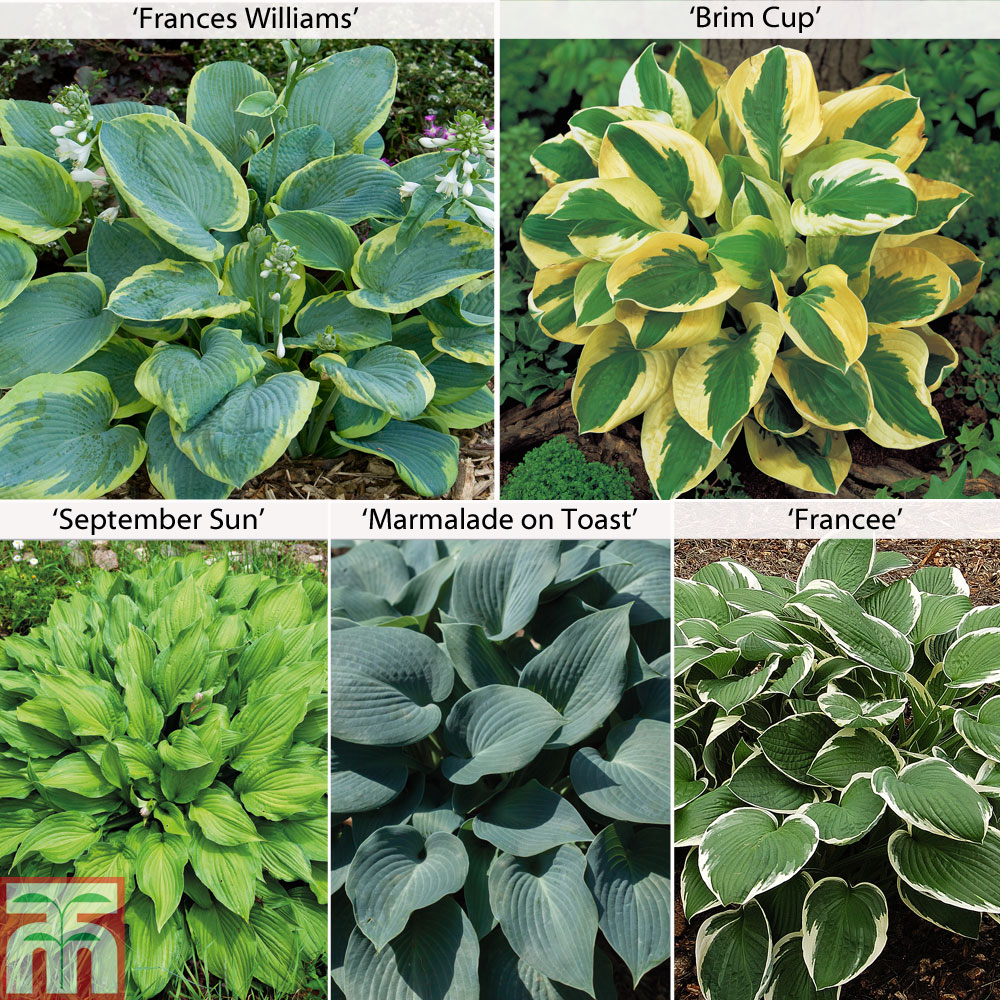 Image of Hosta Collection