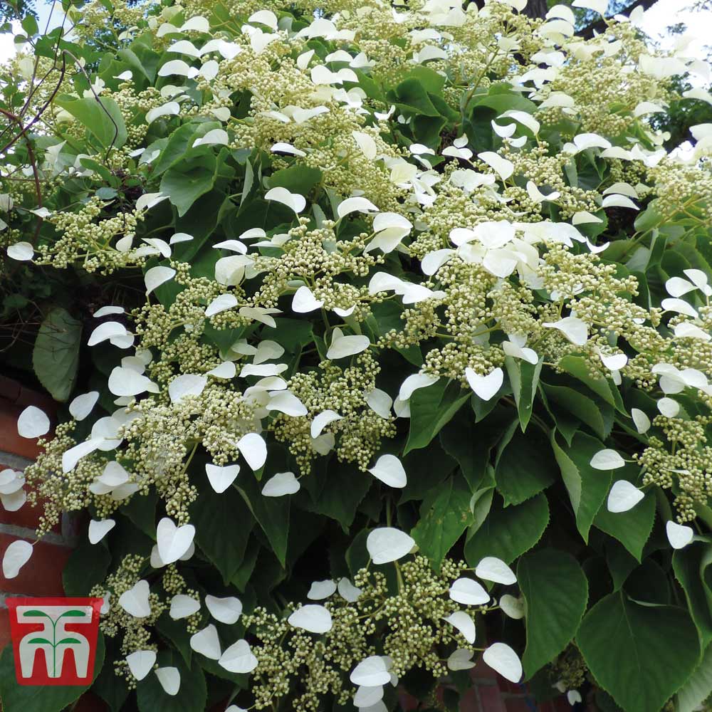 Hydrangea petiolaris from Thompson and Morgan