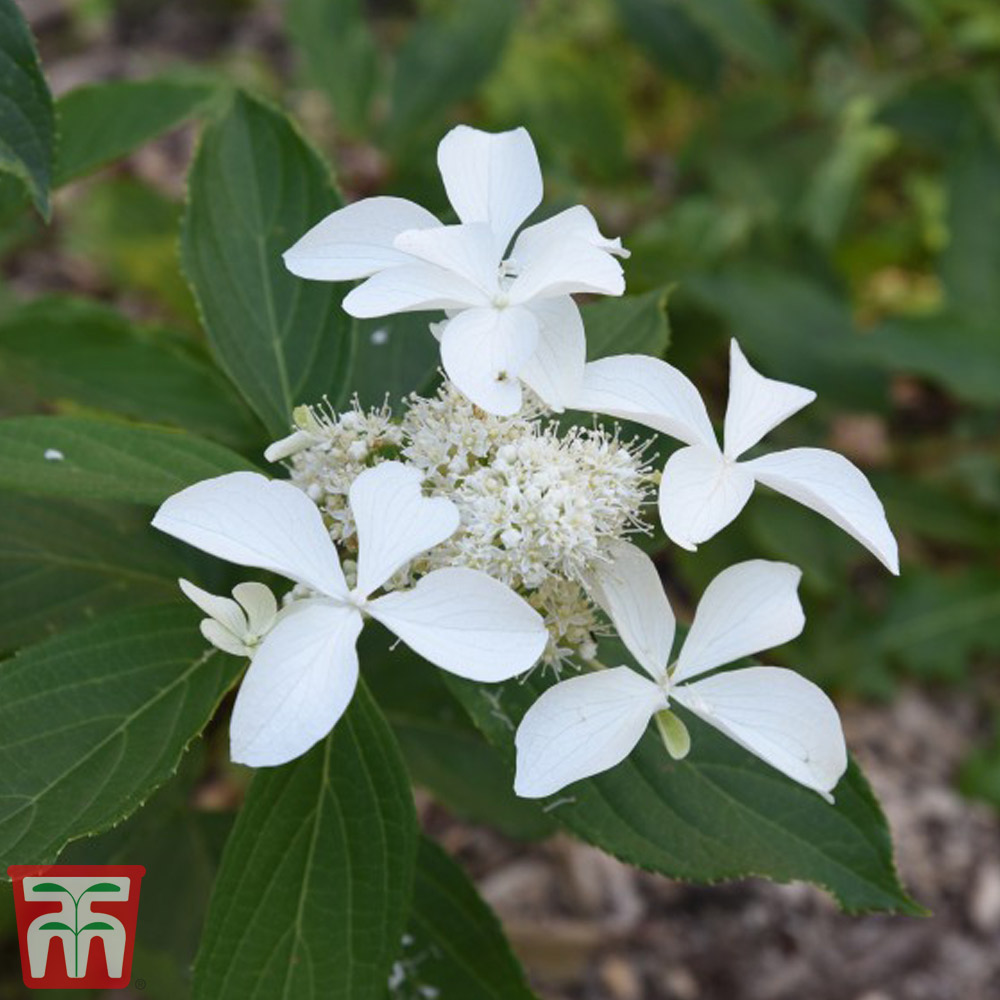 Image of White star hydrangea hedge