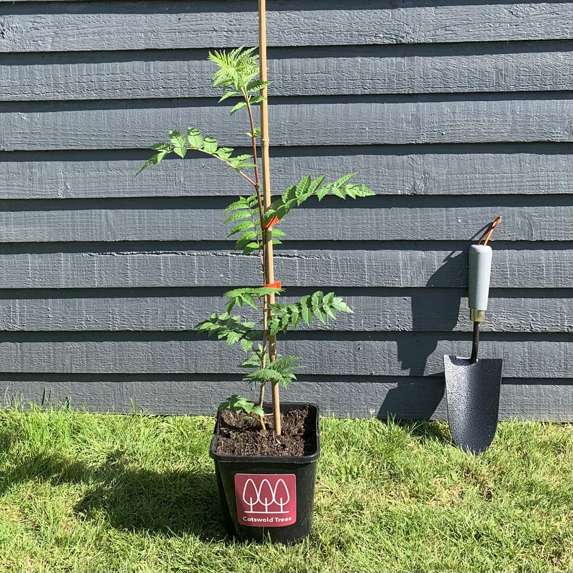 Rowan Tree For Small Garden
