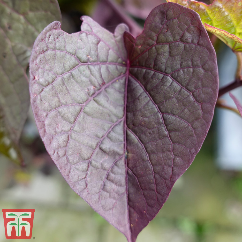 3 x Ipomoea Purple Princess Jumbo Plug Plants by Thompson & Morgan Ipomoea Jumbo Plug Plants Summer Flowering Climber Purple Foliage and Flowers in Summer 3 Ideal for Patios & Gardens