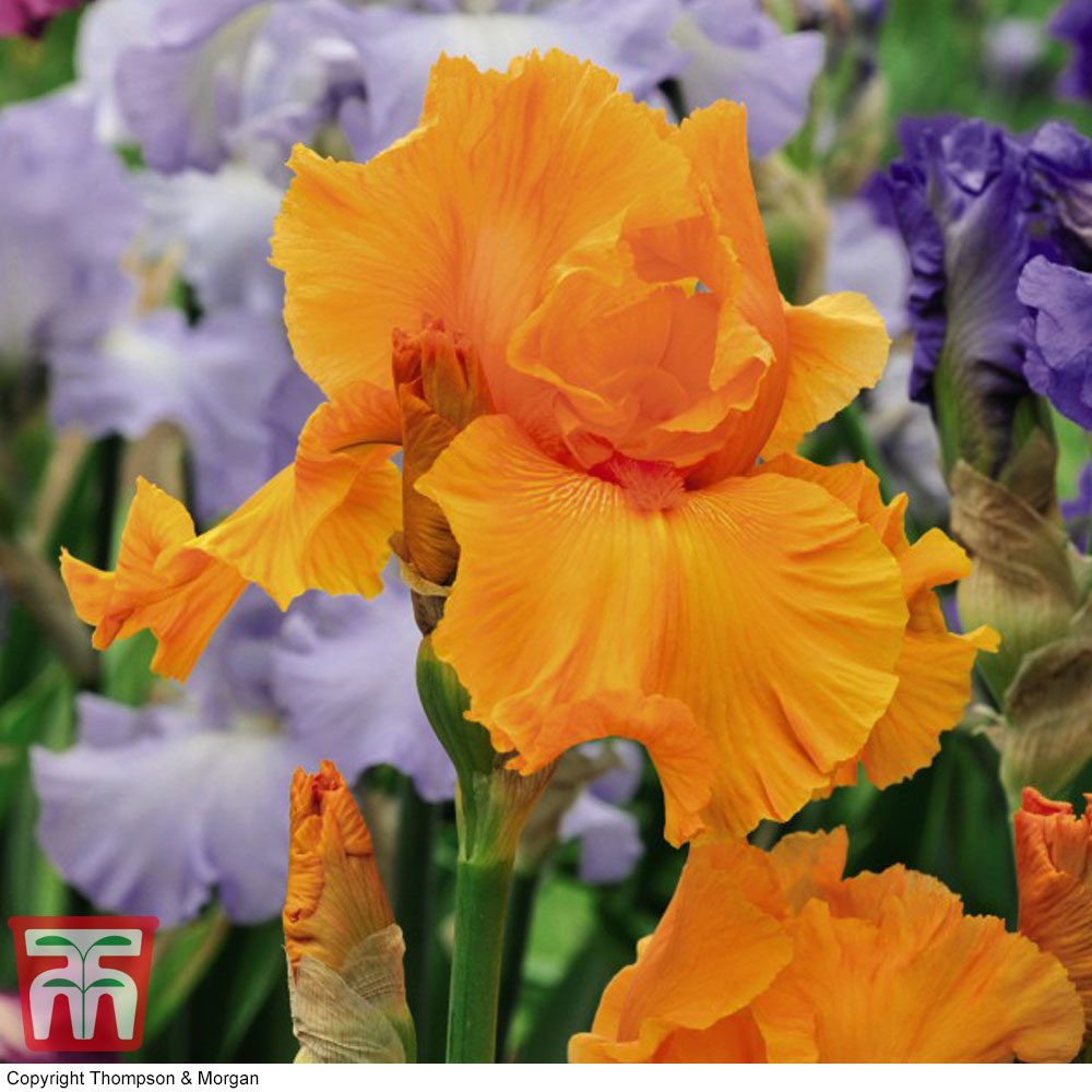 Buying irises? -  - Tips & advice.