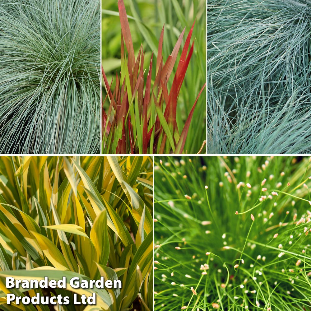 Image of Colourful Ornamental Grass Collection