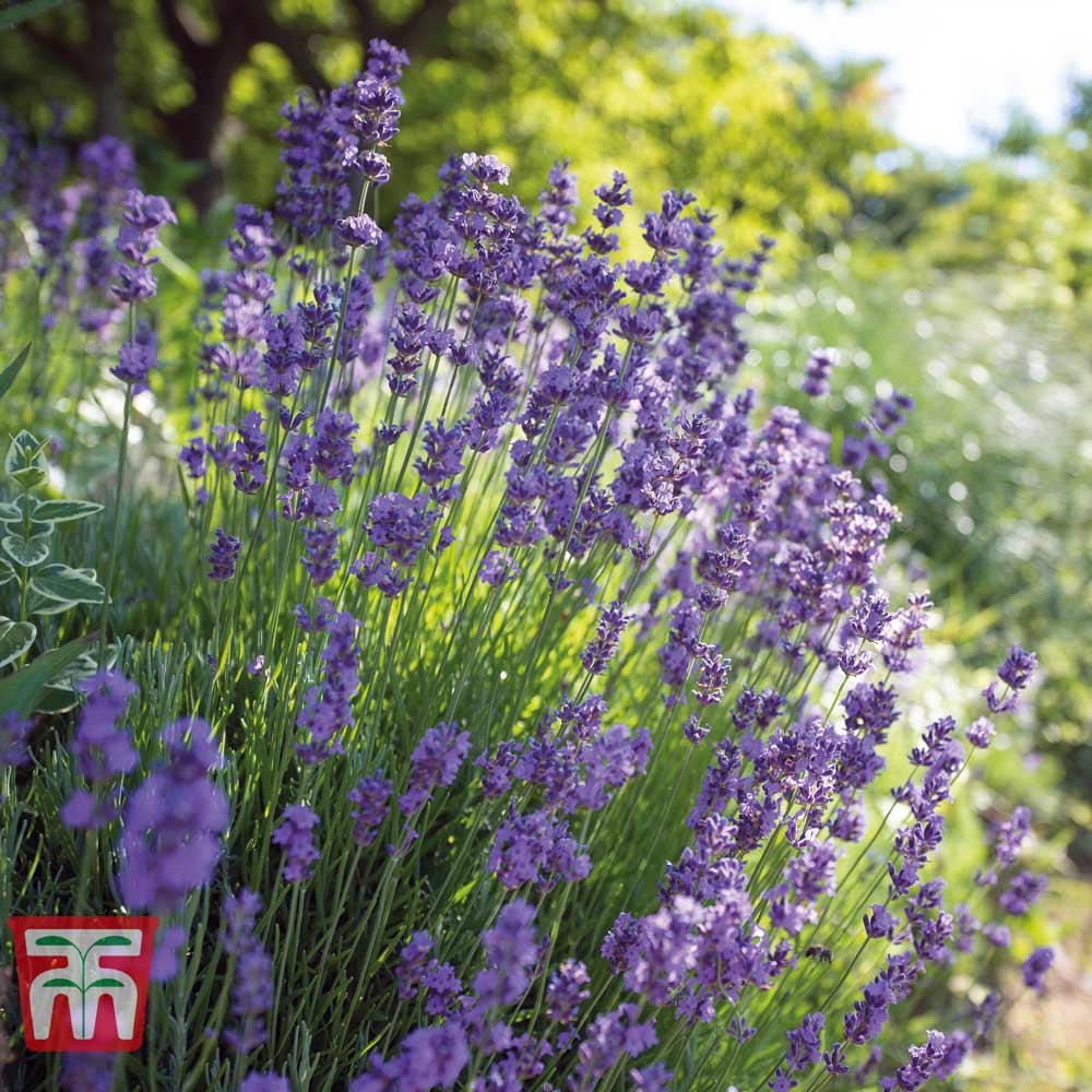 Attracts Bees and Butterflies 48 48 Plug Plants Lavandula Hidcote Plant by Thompson and Morgan English Lavender Hardy Outdoor Garden Plant with Scented Purple Flowers 