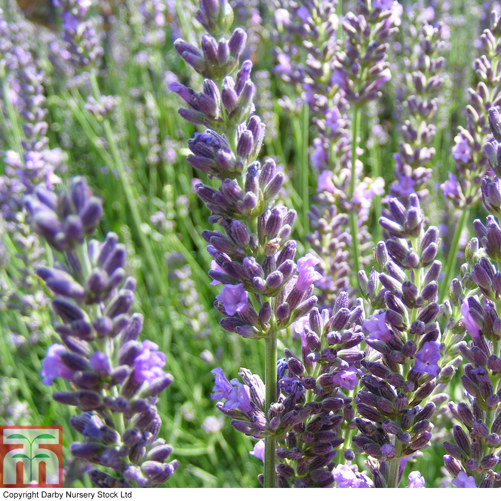 Lavender 'Heavenly Scent' from Thompson and Morgan