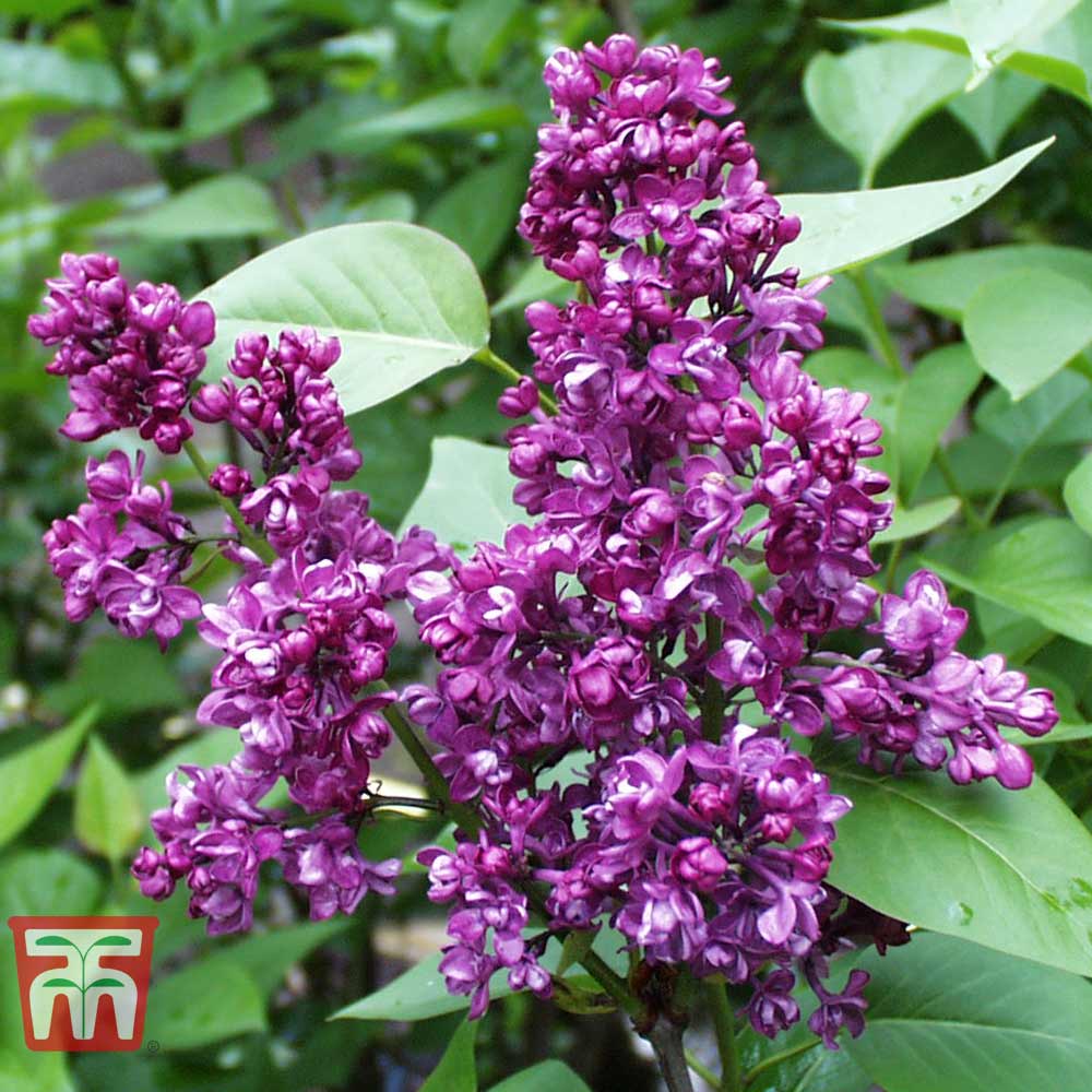 Lilac 'Charles Joly' plants | Thompson & Morgan