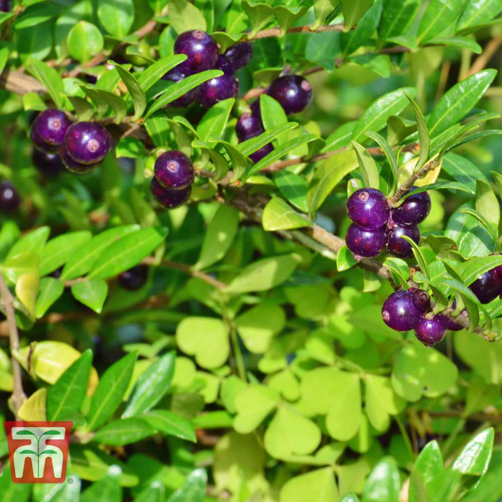 Image of Evergreen Lonicera Pileata, Box Leaved Honeysuckle or Privet Honeysuckle Purple Berries