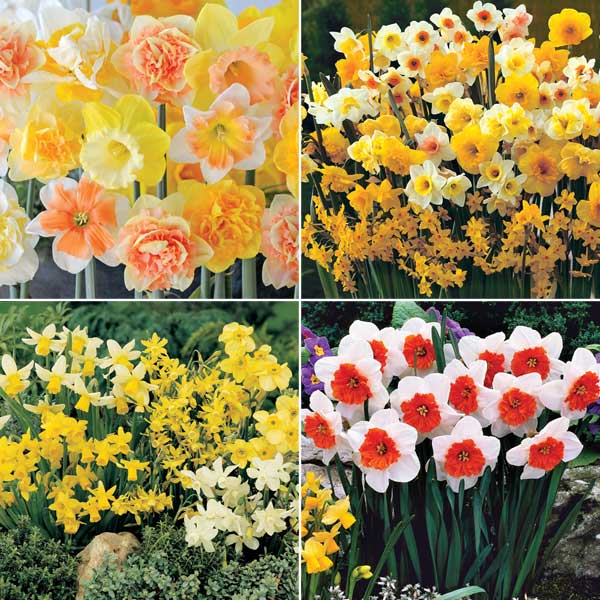 Narcissus Ultimate Collection