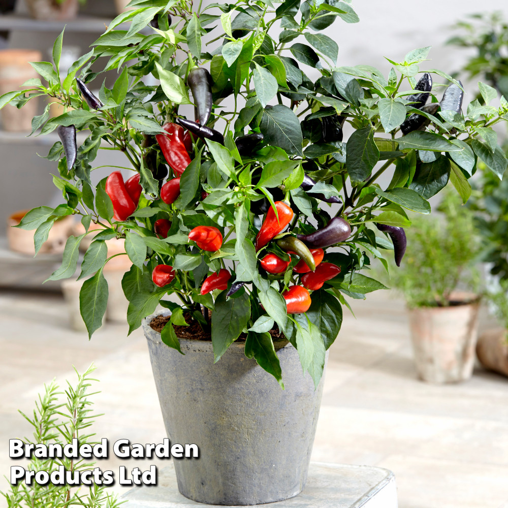 1 x Large Plant in a 2 Litre Pot Chilli Plants 'Scotch Bonnet Red' 