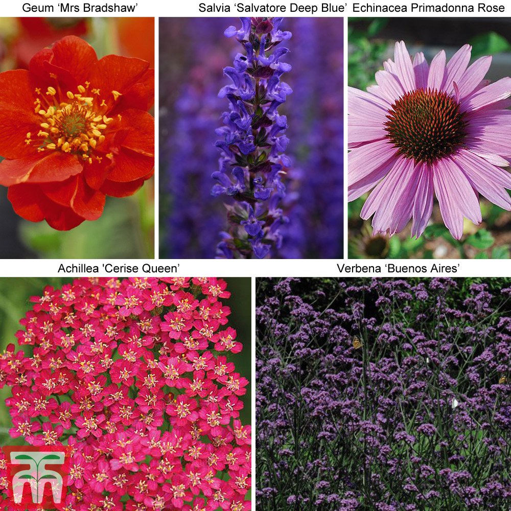 Image of 30 Perfect for Pollinators Perennial Collection