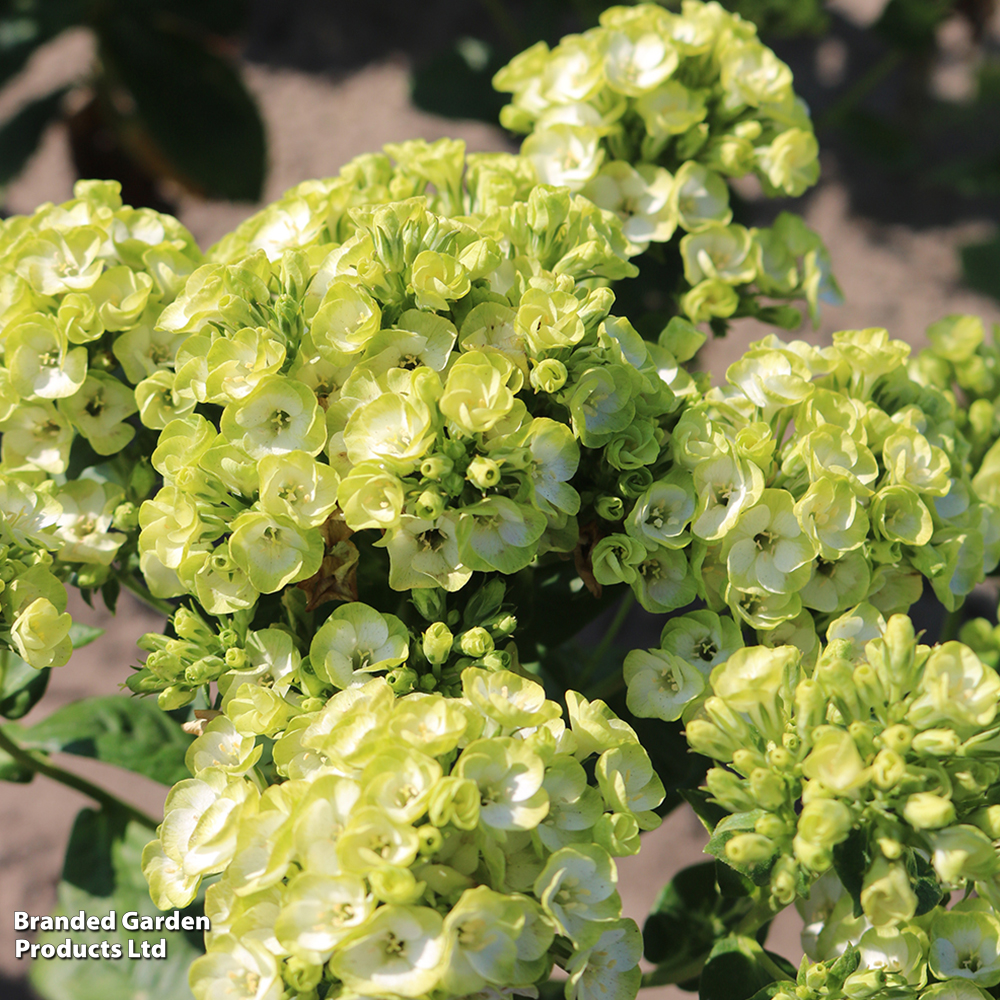 Phlox Paniculata Orchid Green 