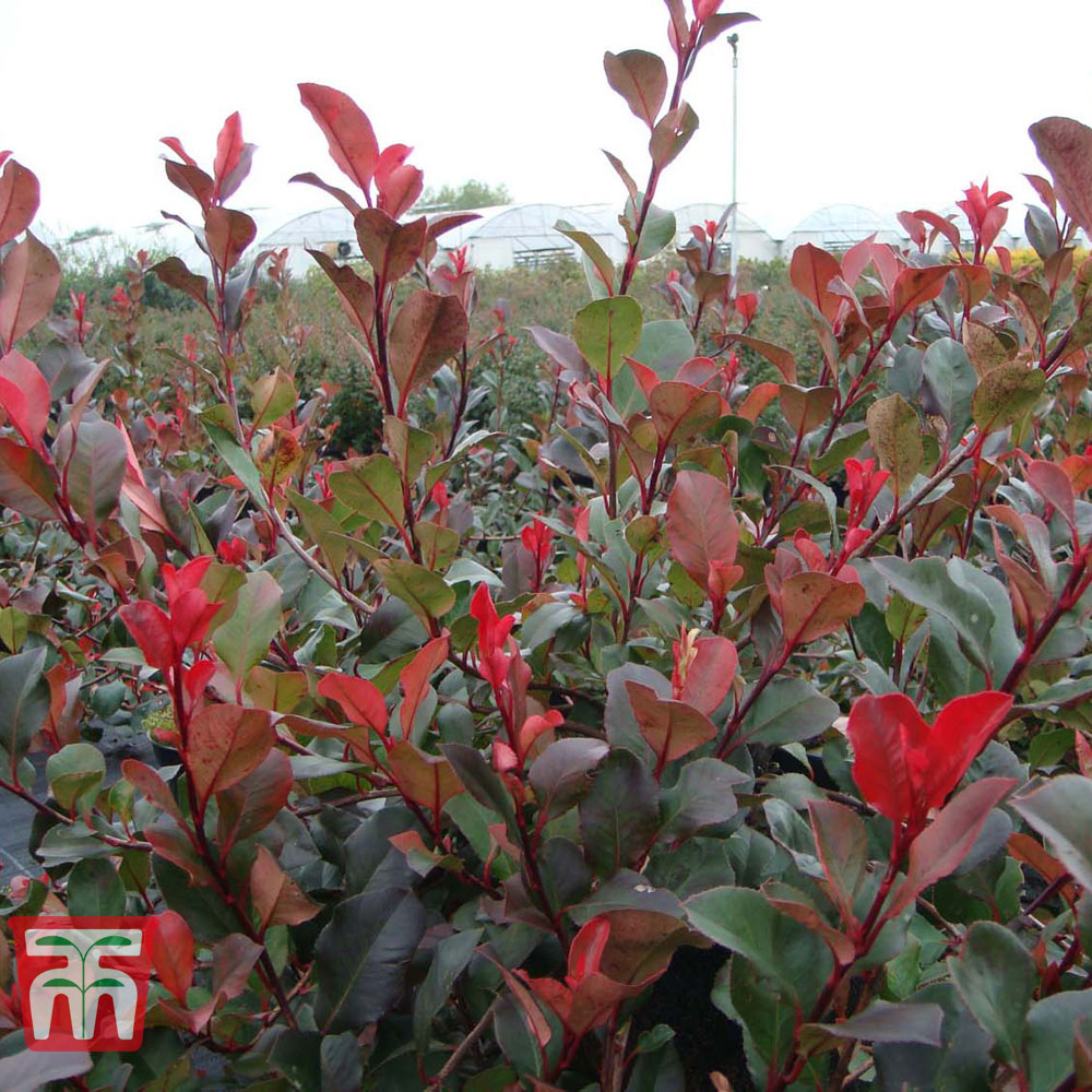 Photinia fraseri 'Little Red Robin' from Thompson and Morgan
