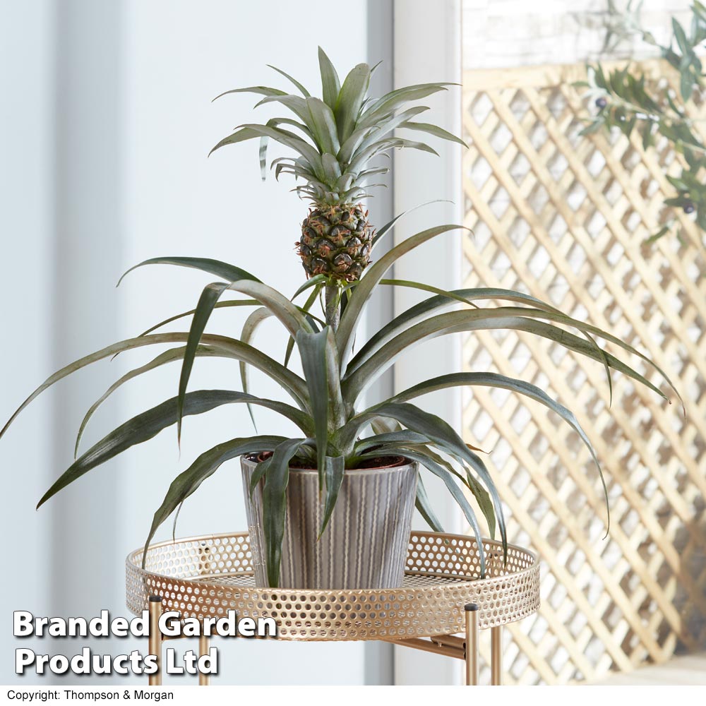 Bedenken leef ermee Toevallig Pineapple Plant (House Plant) | Thompson & Morgan