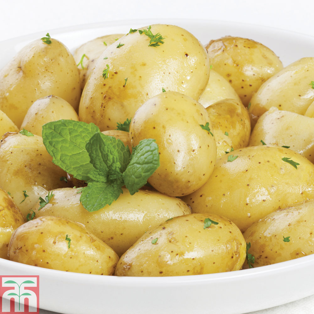Блюда без картофеля. Картофель в тарелке. Вареная картошка. Картофель отварной. Картофель вареный в мундире.