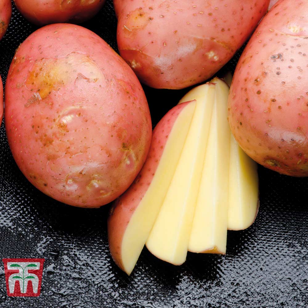 Сонник картошка видеть. Приснилась картошка. Картофель Моцарт. Приснилось много картофеля крупного. Картофель золото Майя.