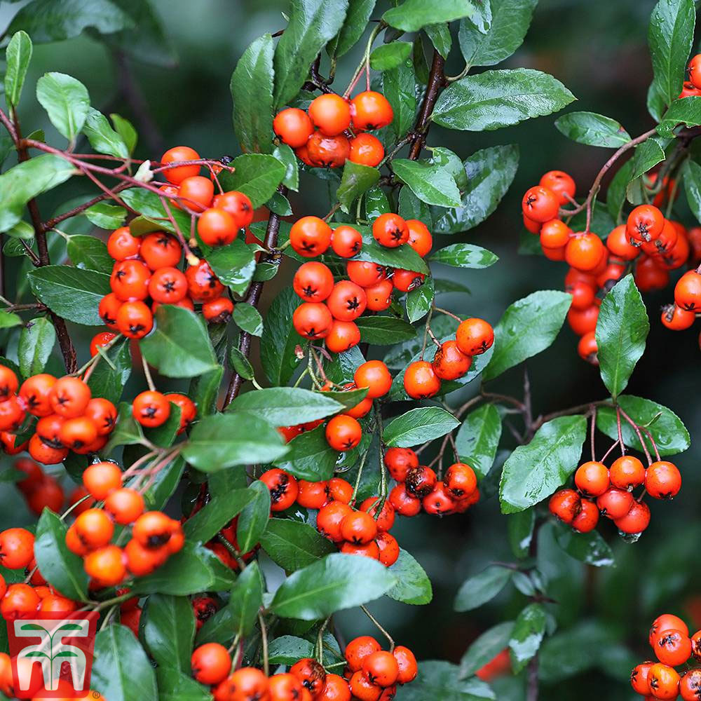 Pyracantha 'Orange Glow' from Thompson and Morgan