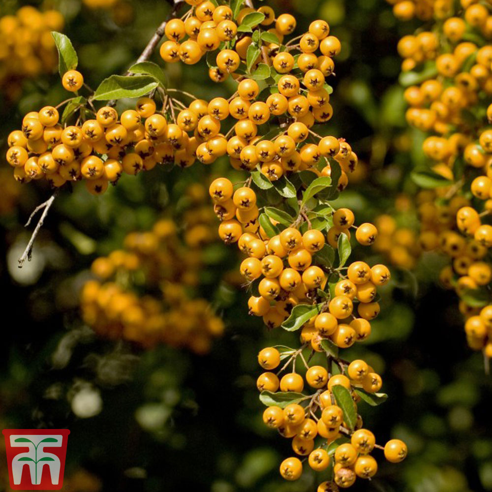 Pyracantha 'Soleil d'Or' from Thompson and Morgan