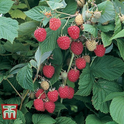 Raspberries Glen Ample Bare Root Plants 5 Bare Root 