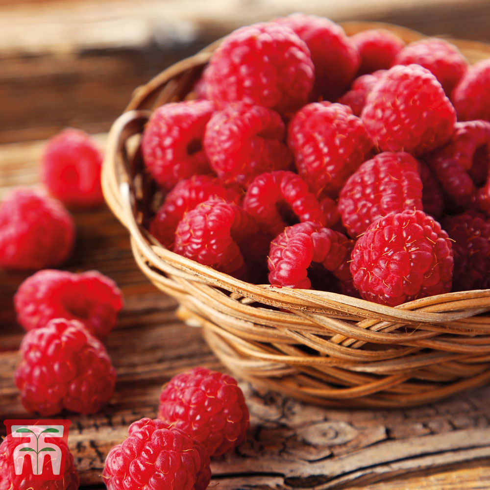 Raspberry, Description, Fruit, Cultivation, Types, & Facts