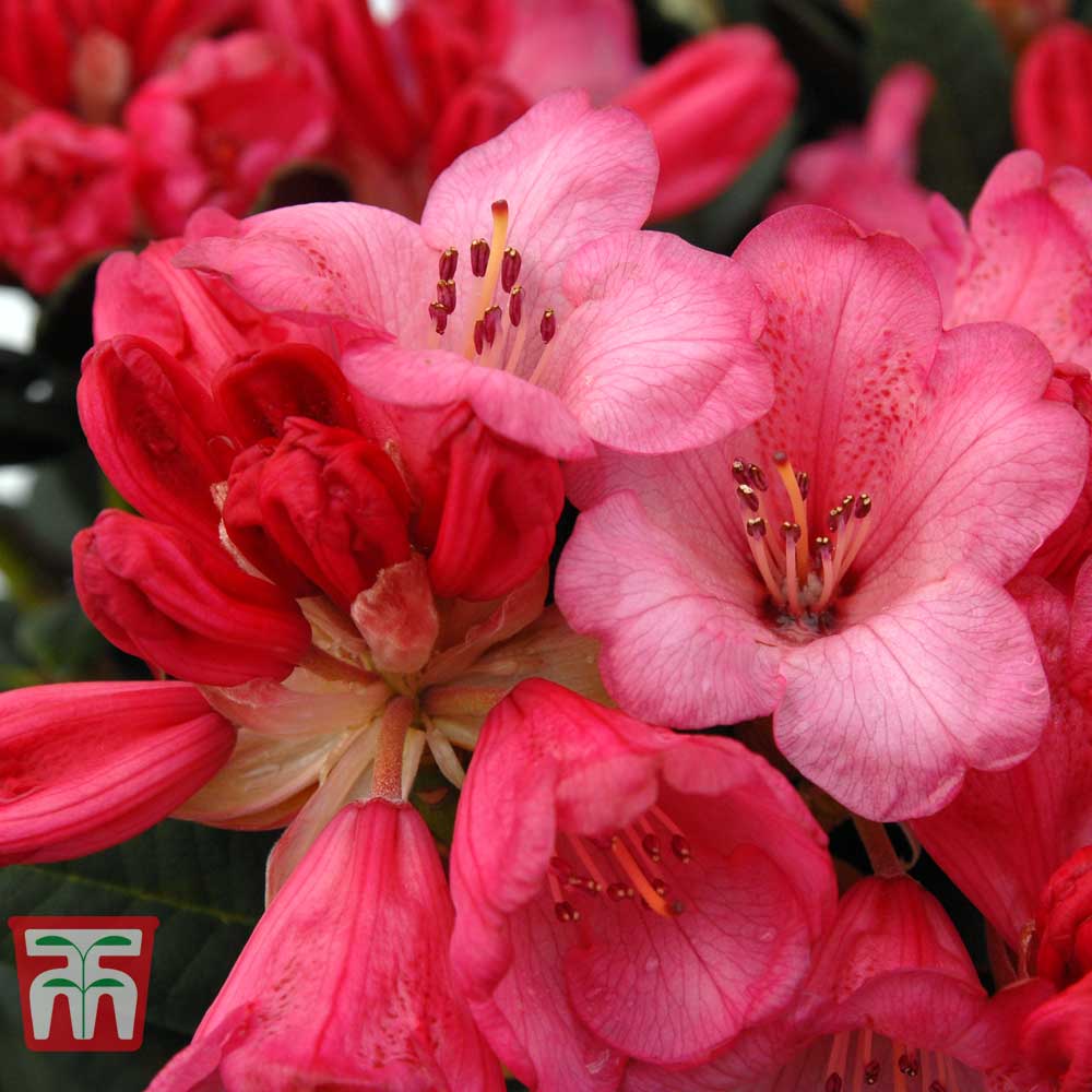 Rhododendron Wine And Roses 